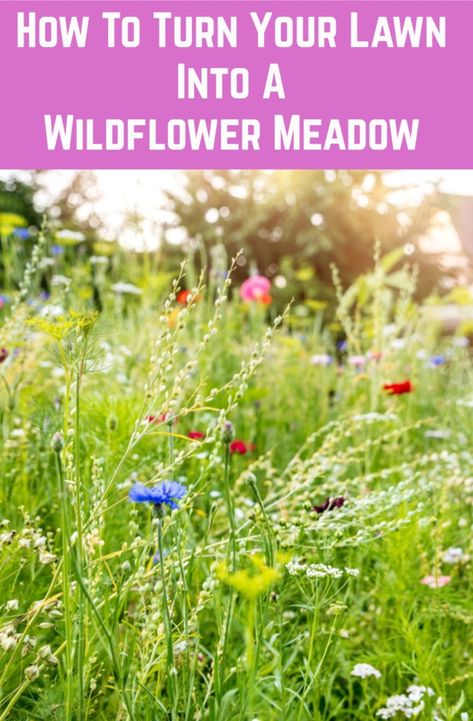 This may be the single best thing you do for the planet. Wildflower Meadow Backyard, Front Yard Wildflower Landscaping, Wildflower Yard Lawn, Wildflower Lawns, Wilding Garden, Wildflower Landscaping, Wildflower Backyard, Meadow Lawn, Wildflower Inspiration