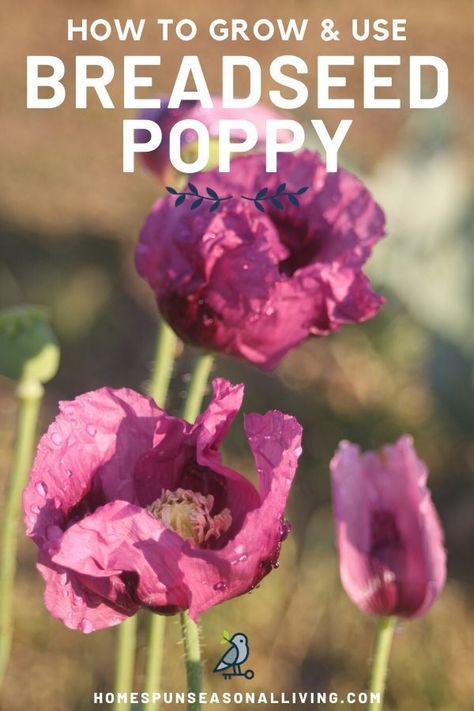 Breadseed Poppy, Seasonal Living, Poppy Seeds, Diy Garden Projects, Garden Tips, Growing Herbs, Grow Your Own Food, Growing Food, Poppy Flower