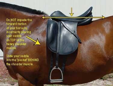 Saddle placement Horseback Riding Tips, Equine Care, Classic Equine, Horse Information, Horse Care Tips, Saddle Fitting, Horse Training Tips, Horse Dressage, Horse Equipment