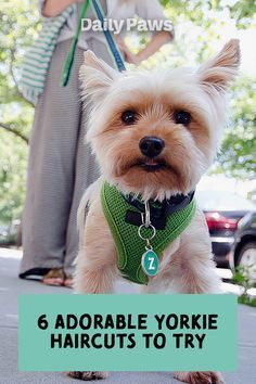 Yorkie Cuts Haircuts, Make Yorkie Haircuts, Yorkie Bear Haircut, Yorkie Female Haircut, Yorkie Face Grooming, Yorkie Poo Haircut Styles, Yorkie Face Haircut, Shorkie Dogs Haircuts, Teddy Bear Yorkie Haircut