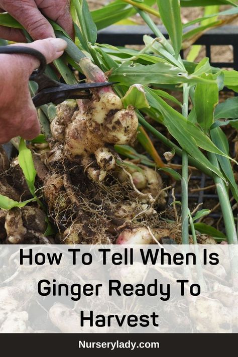 Ginger harvesting time -
How to harvest ginger root -
Ginger root maturity signs -
Ginger harvesting techniques -
Ginger harvest season -
Ginger harvesting guide -
Ginger root harvesting tips -
Harvesting ripe ginger -
Ginger root digging process -
Harvesting and storing ginger -
Ginger plant growth stages -
Ginger root size for harvesting -
Soil conditions for ginger harvesting -
Ginger plant leaf yellowing as a sign -
Ginger plant flowering and harvesting -
Ginger root color changes - Growing Herbs In Pots, Raw Ginger, Ginger Recipes, Food Preservation, Growing Herbs, Preserving Food, Medicinal Herbs, Medicinal Plants, The Signs