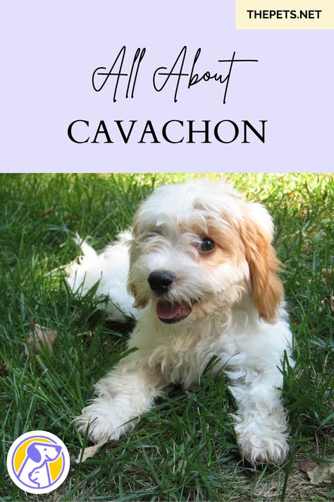 Are Cavachons high maintenance? Is Cavachon a good dog? What problems do Cavachons have? Can you leave a Cavachon alone for eight hours? Cavachon Haircut Styles, Cavachon Grooming Styles, Cavachon Full Grown, Cavachon Dog, Cavachon Puppies, Bichon Frise Puppy, Cute Fluffy Dogs, House Pets, Dog Advice