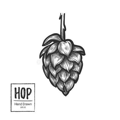 Fest Illustration, Brewery Logo Design, Hop Tattoo, Beer Tattoos, Beer Images, Brewery Logo, Beer Illustration, Plant Tattoo, Beer Fest