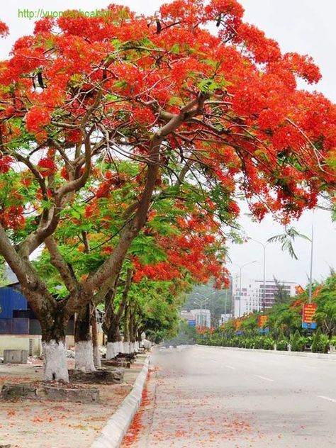 garden gardening garden decorating ideas and landscape design must try it in halloween season Gulmohar Tree Photography, Gulmohar Tree, Hd Photo Editing, Cb Background Hd, Green Grass Background, Photoshop Backgrounds Backdrops, Grass Background, Blurred Background Photography, Cb Background