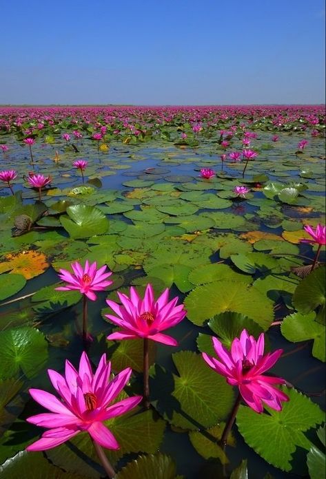 Lotus Flower Meaning and Symbolism | Balcony Garden Web Aesthetic Lotus, Lotus Flower Colors, Lotus Flower Meaning, Fav Flower, Tiger Photography, The Lotus Flower, Lotus Garden, Lotus Plant, Lily Lotus