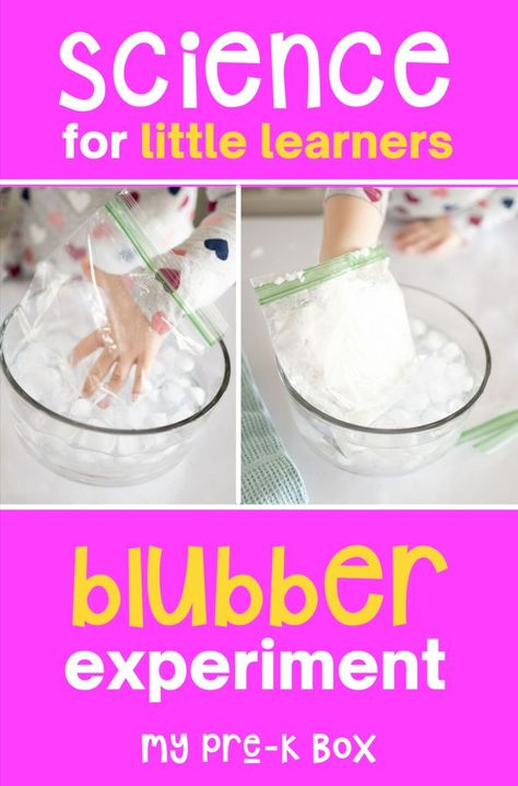 Blubber Experiment For Kids, Easy Preschool Science, Blubber Experiment, Animal Science Experiments, Hibernation Preschool Crafts, Animal Science Activities, Preschool Science Experiments, Hibernation Preschool Activities, Arctic Animals Preschool