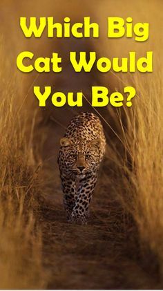 Big Cat Species, Personality Tests, Sumatran Tiger, Cat Activity, Cat With Blue Eyes, What Cat, Funny Animal Quotes, All About Animals, Fun Quizzes