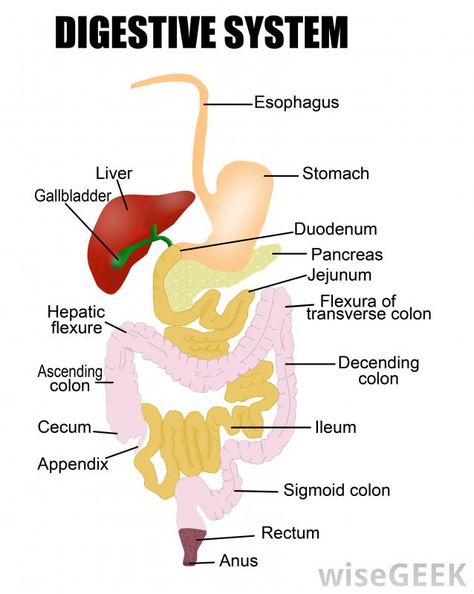 Mechanical digestion is the process of breaking food down into smaller pieces physically rather than chemically. Humans do it when... Digestive System Parts, Digestive System Diagram, Sigmoid Colon, Health Quiz, Human Digestive System, Digestive Enzymes Supplements, Best Probiotic, Colon Cleanse, Digestive Enzymes