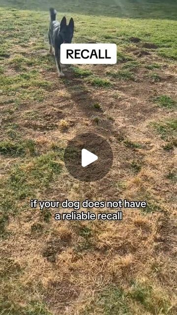 Tactical Dog Training, Off Leash Dog Training, Protection Dog Training, Reactive Dog, Easiest Dogs To Train, House Training Dogs, Dog Training Advice, Dog Training Videos, Training Videos