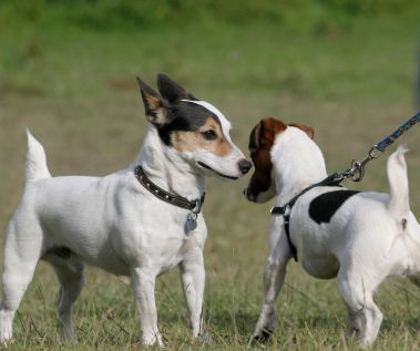 Letting Dogs Meet: The Three Second Rule | Thriving Canine Dog Meet, Group Of Dogs, Jack Russells, Dog Lady, Dog Info, Modern Dog, Two Dogs, Dog Owner, Dog Training Tips