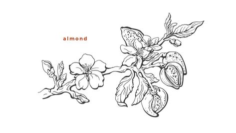 Almond Tattoo Nut, Almond Branch Tattoo, Almond Tree Tattoo, Almond Tattoo, Almond Branch, Tree Tattoo Black, Jewish Feasts, Branch Drawing, Leaves Sketch