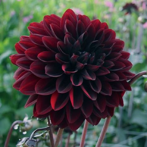 The Dahlia Karma series was developed specifically for the cut flower market. Now you too can grow these beauties in your own garden! Gorgeous dark burgundy, almost black flowers with lighter red highlights, the Dahlia Choc will bring drama and depth to any garden or arrangement. Vi Keeland, Dahlias Wedding, Burgundy Dahlia, Dahlia Bouquet, Goth Garden, Purple Dahlia, Modern Wedding Flowers, Dahlias Garden, Growing Dahlias