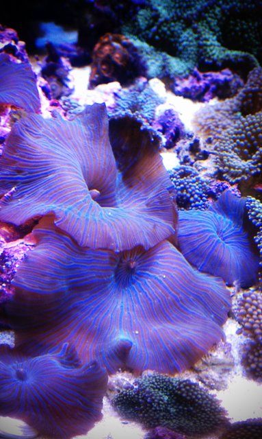 Mushroom Anemones Creature Marine, Life Under The Sea, Beneath The Sea, Salt Water Fish, Saltwater Tank, Water Animals, Underwater Creatures, Underwater Life, Water Life