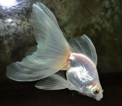 Gorgeous white Veiltail Types Of Goldfish, Veiltail Goldfish, Comet Goldfish, Goldfish Types, Marine Reptiles, Pretty Fish, Cool Fish, Koi Fish Pond, Pet Fish