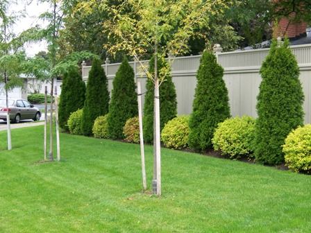 Landscaping Along Fence, Landscaping Trees, Privacy Landscaping, Backyard Fence, Fence Garden, Backyard Privacy, Pool Noodle, Garden Shrubs, Fence Landscaping