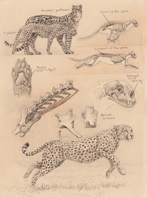 Sabertooth diaries 1: excavating old sketches | chasing sabretooths Feline Anatomy, Cheetah Drawing, Scientific Drawing, Cat Anatomy, Animal Anatomy, Big Cats Art, Animal Study, Anatomy Sketches, Artist Sketchbook