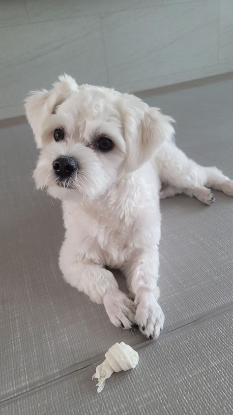 Engene Wallpaper, Maltese Dogs Grooming, Maltese Puppy Cut, Wallpaper Cute Kawaii, Maltese Dogs Haircuts, Dog Grooming Shih Tzu, Maltese Haircut, Morkie Dogs, Sunoo Sunghoon