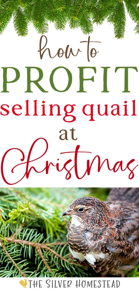 a brown and white Tuxedo Coturnix quail hen is perched among the green needled branches of a real spruce Christmas tree with text that reads how to profit selling quail at Christmas Outdoor Quail Enclosure, Quail Farm, Backyard Quail, Japanese Quail, Quail Chicks, Quail House, Quail Coop, Animal Farming, Coturnix Quail