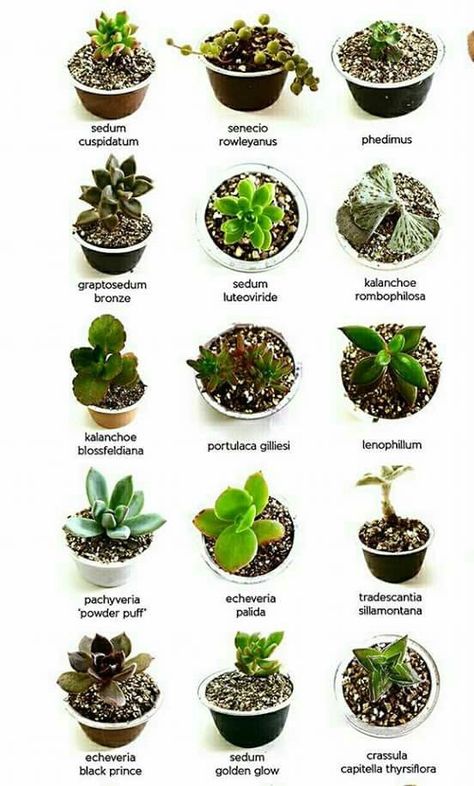 Clasificación Different Types Of Succulents, Succulent Names, Types Of Succulents Plants, Kaktus Dan Sukulen, Succulent Species, How To Water Succulents, نباتات منزلية, Succulent Garden Diy, Types Of Succulents