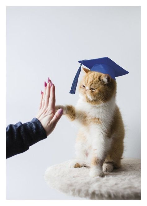 College Graduation Photoshoot, Diy Graduation Gifts, Graduation Photography Poses, Studio Portrait Photography, Graduation Poses, Congratulations Cards, Capture The Moment, Cute Cottage, Graduation Photography