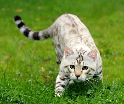 Cat Hunting Pose, Cats Hunting, Cat Hunting, Cat Anatomy, Cat Reference, Warrior Cats Art, Gorgeous Cats, Cat Pose, Cat Help