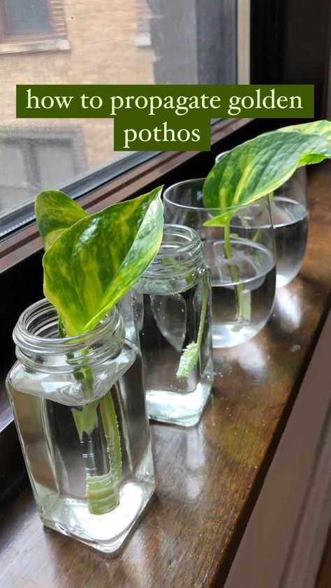 Francesca su Instagram: "how to propagate golden pothos 🌱✂️ this big golden pothos is perhaps the plant I’m most attached to. I loved how big it was getting, but it…" Golden Pathos, Low Light Indoor Plants, Golden Pothos, The Plant, Low Light, Low Lights, Indoor Plants, House Plants, Office Desk