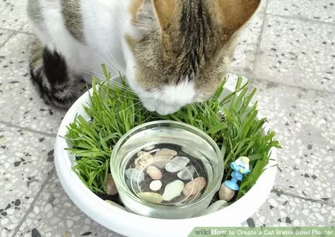 Water Bowl Planter, Indoor Cat Garden, Katt Grejer, Cat Water Bowl, Cat Eating, Bowl Planter, Cat Grass, Cat Enclosure, Cat Garden