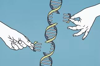 Human genome editing offers tantalizing possibilities – but without clear guidelines, many ethical questions still remain Spiritual Geometry, Genetic Drift, Dna Replication, Rochester Institute Of Technology, Dna Sequence, Human Genome, Human Dna, Cell Line, Genetic Disorders