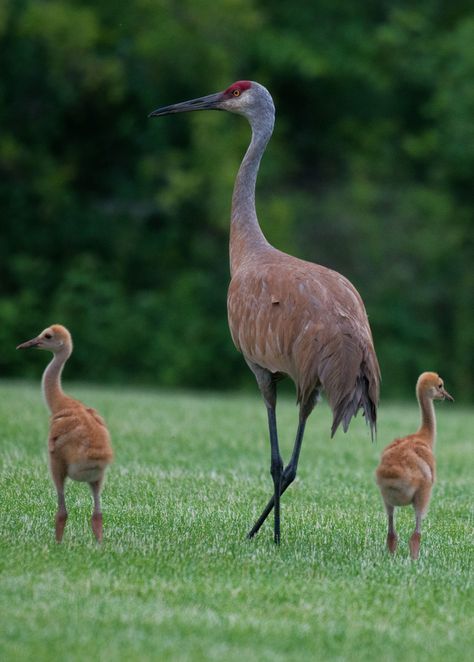 Tattoo Animals, Sandhill Crane, Wildlife Pictures, Baby Birds, Bird Watcher, Wildlife Photos, Airbrush Art, Big Bird, Birds Tattoo