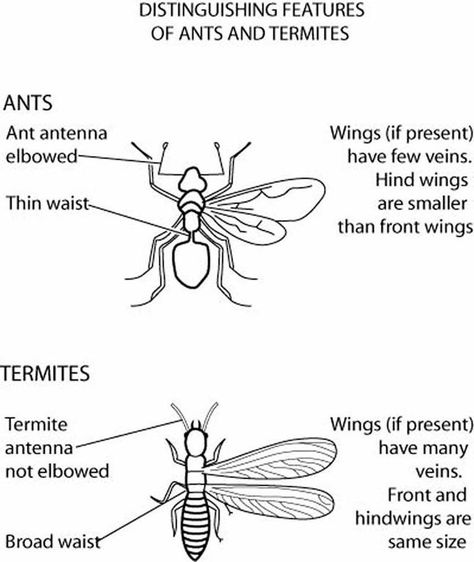 Is the insect bugging you a termite or a winged ant? Here’s how to tell ... Flying Ants, Termite Control, A Soldier, Ants, Bugs, To Tell, Soldier, Insects, Bugs And Insects