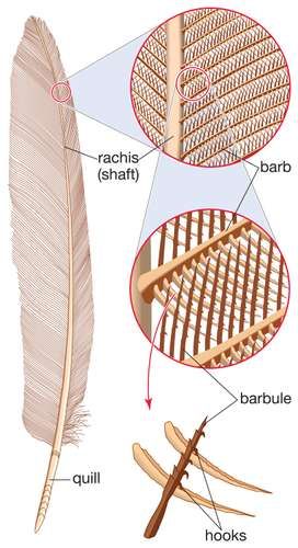 Feather | zoology | Britannica Feather Anatomy, Avian Anatomy, Phd Inspiration, Biomimicry Architecture, Types Of Feathers, Stem Ideas, Urban Landscape Design, Bird Feather, Bird Migration