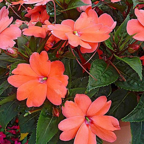 Drought Tolerant Annuals, Heat Tolerant Flowers, Shade Annuals, Plants For Shade, Heat Tolerant Plants, Full Sun Annuals, Licorice Plant, Full Sun Flowers, Summer Planter