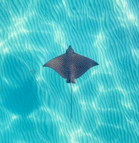 Sting Ray Aesthetic, Ocean Crystals, Ray Illustration, Ray Drawing, Ocean Life Photography, Sea Life Wallpaper, Sting Rays, Spotted Eagle Ray, Swimming In The Ocean