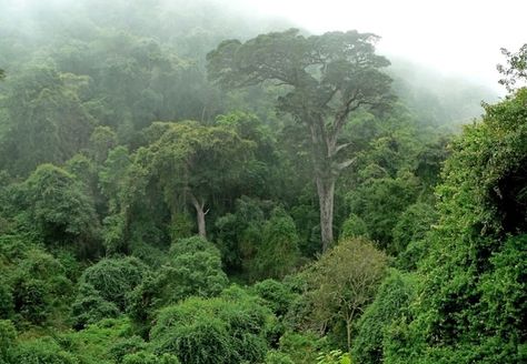 Knysna Forest Scramble For Africa, South Africa Road Trips, Congo Basin, Plettenberg Bay, Knysna, South Africa Travel, Central African Republic, Misty Forest, Out Of Africa