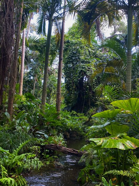 Aesthetic Rainforest, Amazon Rainforest Aesthetic, South American Jungle, Nature Rainforest, Brazil Jungle, Temperate Rainforest Aesthetic, Amazon Jungle Photography, Island Forest, Jungle Wildlife