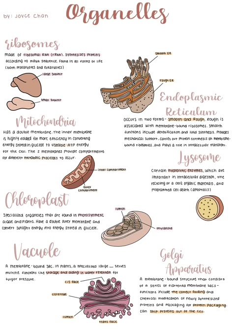 Biology organelles cheat sheet for AP biology or entry-level biology course. Biology Honors Notes, Biology 101 Study Guides, Notes Aesthetic Biology, Biology Study Tips, Aesthetic Biology Notes, Biology Study Notes, Biology Inspiration, Study Sheet, Bio Notes