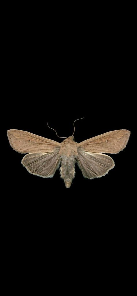 Moth Background Wallpaper, Owl Phone Wallpaper, Bugcore Wallpaper, Insect Wallpaper Iphone, Moth Black Background, Bug Wallpaper Iphone, Moth Lockscreen, Entomology Wallpaper, Moth Phone Wallpaper