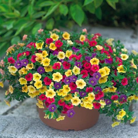 Petunias are beautiful flowering plants and popular annual flowers in American and European gardens Million Bells, Petunia Flower, Bonsai Flower, Container Gardening Flowers, Plants For Hanging Baskets, Garden Containers, Annual Flowers, Flowering Plants, Container Flowers