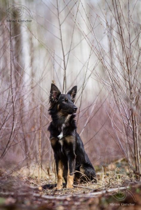 Australian Koolie, Bug Reference, Koolie Dog, Kelpie Dog, Australian Kelpie Dog, Seven Of Nine, Fit Dogs, Australian Kelpie, Cutest Puppies