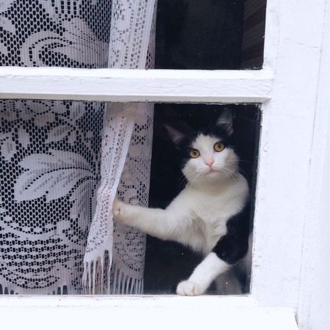 Cat Window, White Cats, Cat Aesthetic, Pretty Cats, Black & White, Beautiful Cats, 귀여운 동물, Cat Photo, Cat Life