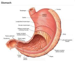 Stomach parts, curvatures, orifices, peritoneal connections & Venous drainage of Stomach Sonography Notes, Stomach Diagram, Gi Anatomy, Artificial Organs, Stomach Digestive System, Gi Nursing, Nervous System Diagram, Human Anatomy Organs, Digestive System Anatomy