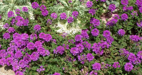 Louisiana Gardening, Verbena Homestead Purple, Purple Verbena, Verbena Plant, Yard Drainage, Yard Ornaments, Planting Plan, Rich Purple, Flower Bed