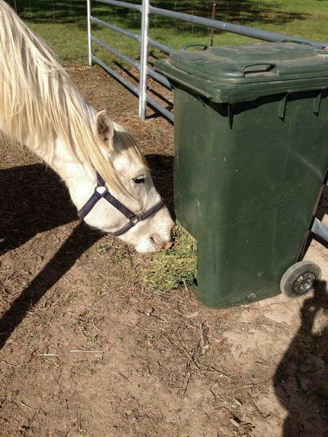 Diy Hay Feeder, Hay Feeder For Horses, Horse Feeder, Horse Farm Ideas, Horse Paddock, Horse Hay, Diy Horse Barn, Horse Barn Ideas Stables, Paddock Paradise