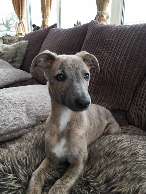 What a lovely little thing ❤️ Lurcher Puppy, Whippet Dog Puppy, Long Haired Greyhound, Italian Greyhound Photography, Italian Greyhound Aesthetic, Italian Greyhound In Clothes, Italian Greyhound Puppies, Greyhound Sleeping, Greyhound Puppy