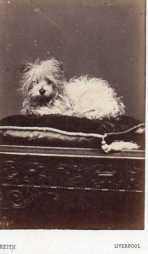 Vintage Dog Photos, Vintage Animals, Portrait Vintage, Retro Dog, Dog Photograph, Lovely Creatures, Pet Photos, Baby Puppies, Old Dogs