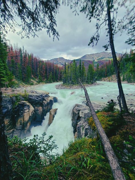 Hiking Trails, Forest, Alberta Rockies, Canadian Rockies Alberta Rockies, Nature Palette, Canadian Forest, Canadian Rockies, Summer 24, Coloring Book Art, Adult Coloring Books, Hiking Trails, Adult Coloring