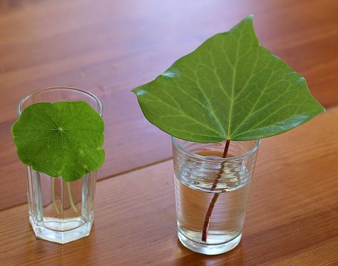 snip off bottom of leaf stems and place in water Fall Science Experiments, Flower Science, Seed Craft, Fall Science, Plant Activities, Colored Water, Science Activities For Kids, Kids Exploring, Cool Science Experiments