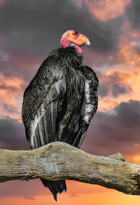 Marvel Vulture, California Condor, North American Animals, Endangered Plants, Tattoo Animal, American Animals, Northern Arizona, Southern Utah, Pet Bird