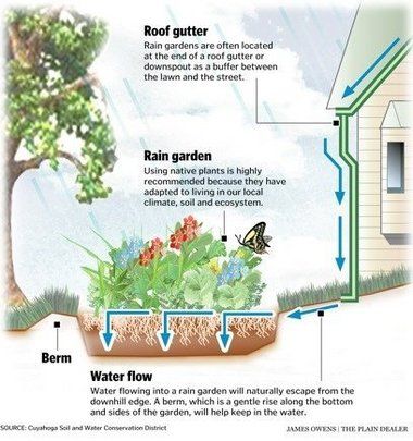 Rain Water Collection Diy, Rain Garden Design, Water Pollution, Rainwater Harvesting, Rain Water Collection, Water Management, Rain Garden, Gardening Advice, Permaculture