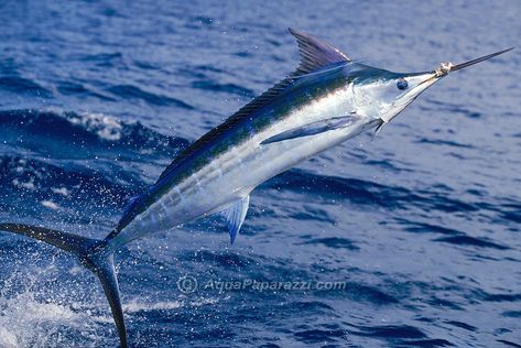 Colorful jumping Atlantic Blue Marlin Blue Marlin Fish, Marlin Fishing, Salt Water Fishing, Underwater Sea, Blue Marlin, Water Life, Ocean Creatures, Sea Fish, Ocean Life